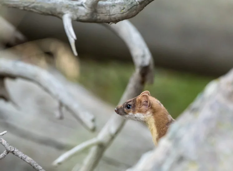 Hermelin (Stoat)