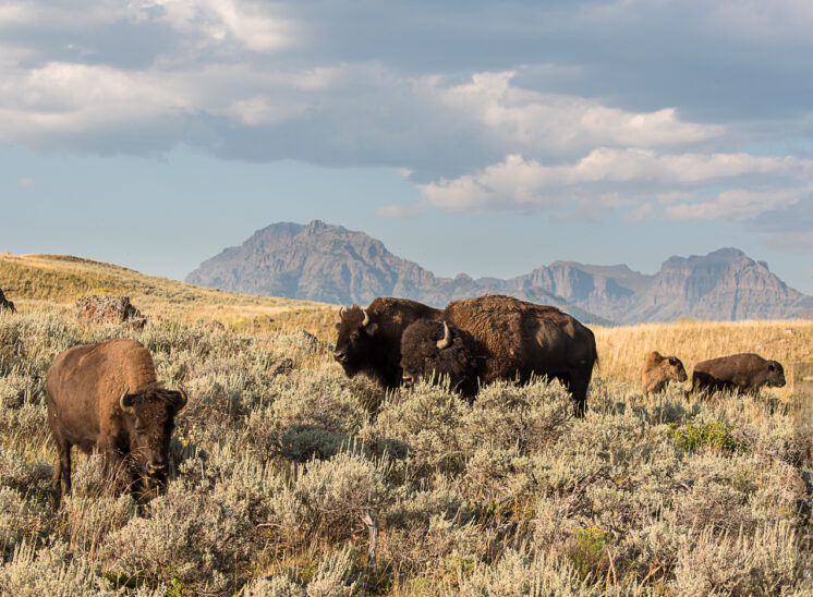 Amerikanisches Bison (American bison)