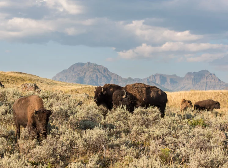 Amerikanisches Bison (American bison)