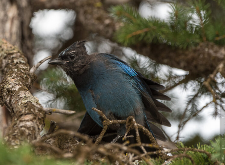 Diademhäher (Steller's jay)