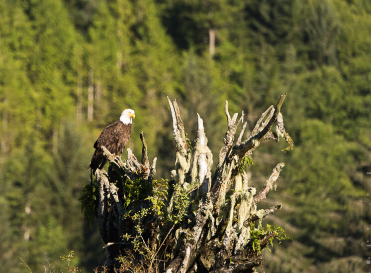 Weißkopfseeadler (Bald eagle)