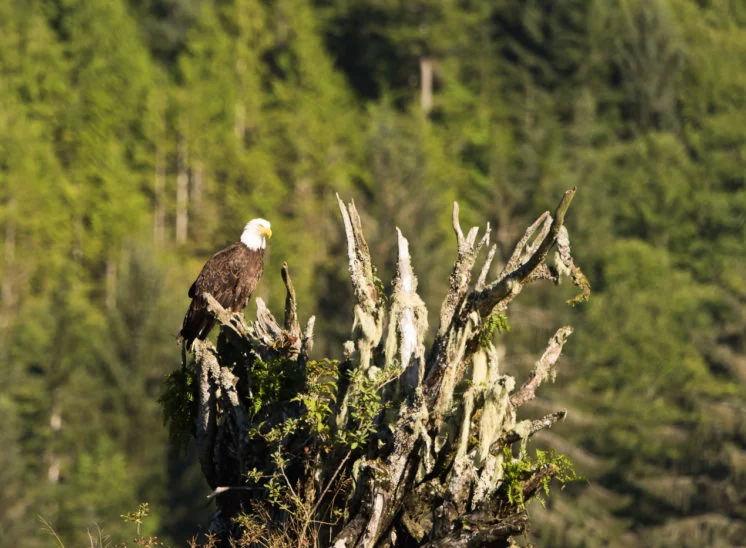 Weißkopfseeadler (Bald eagle)