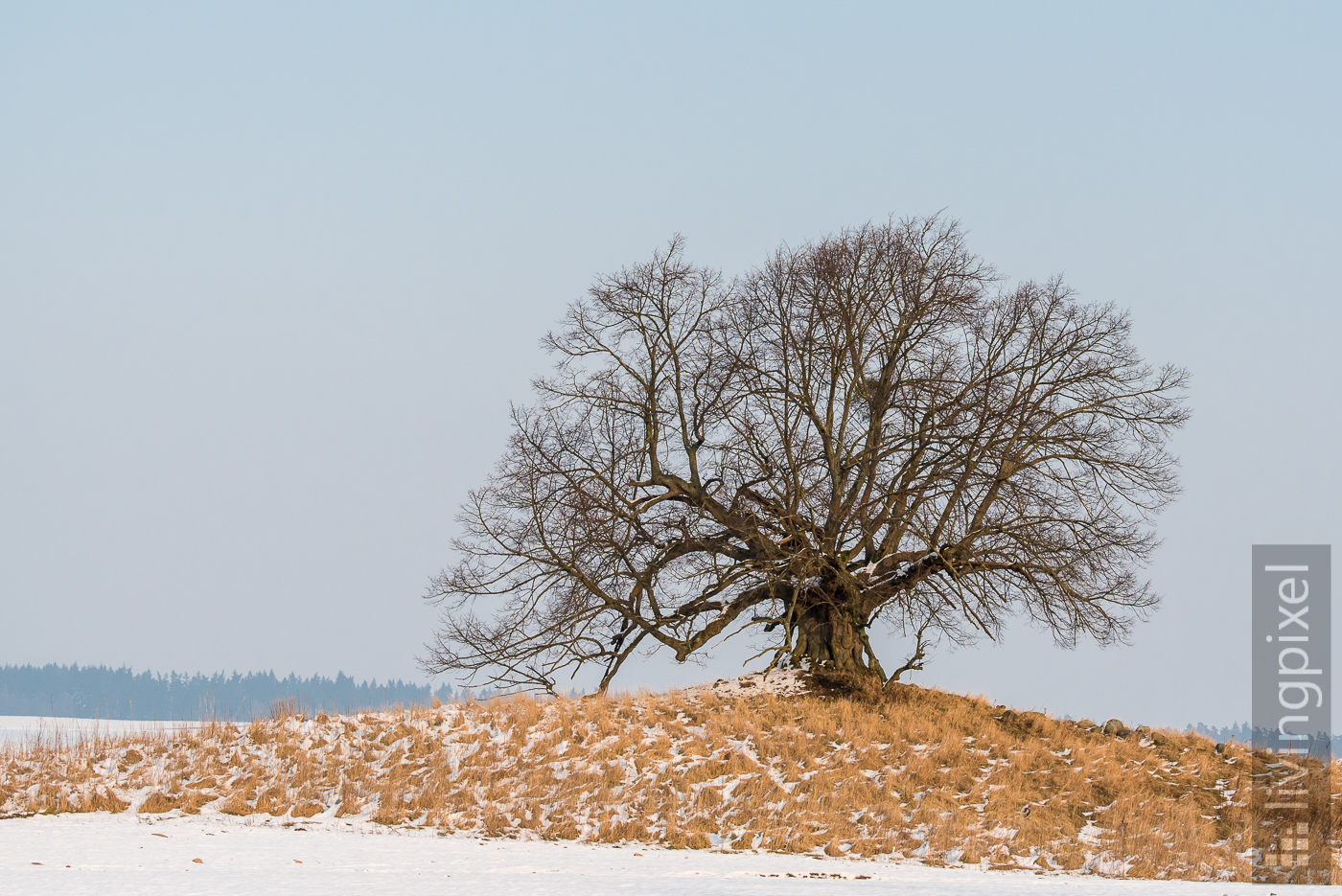 Unschuldslinde (Winter)