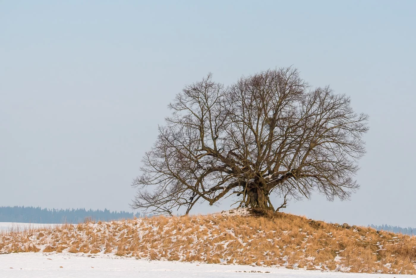 Unschuldslinde (Winter)