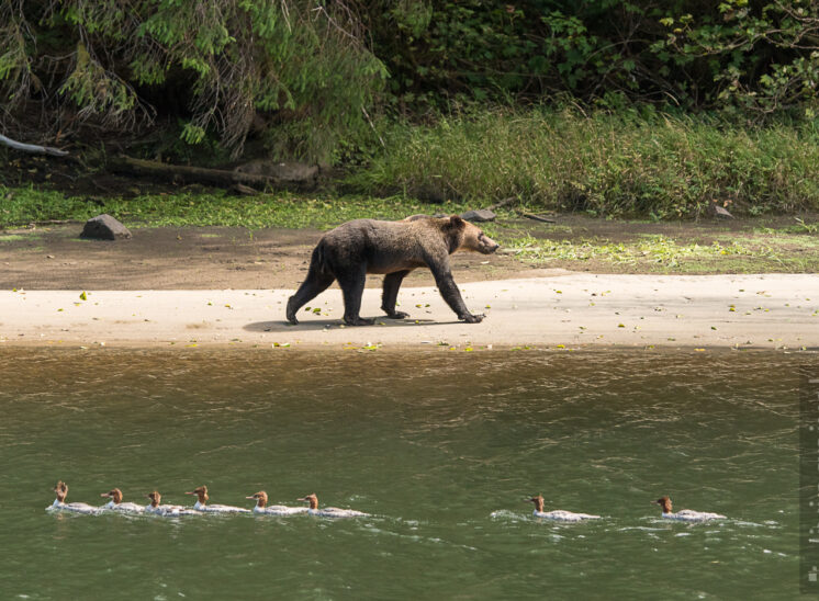 Grizzlybär (Grizzly bear)