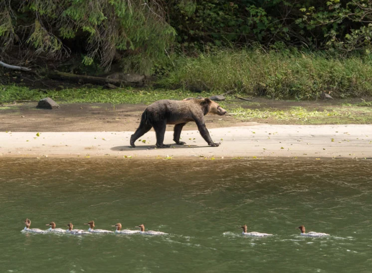 Grizzlybär (Grizzly bear)