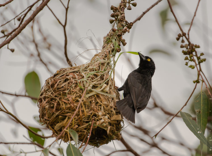 Mohrenweber (Vieillot's black weaver)