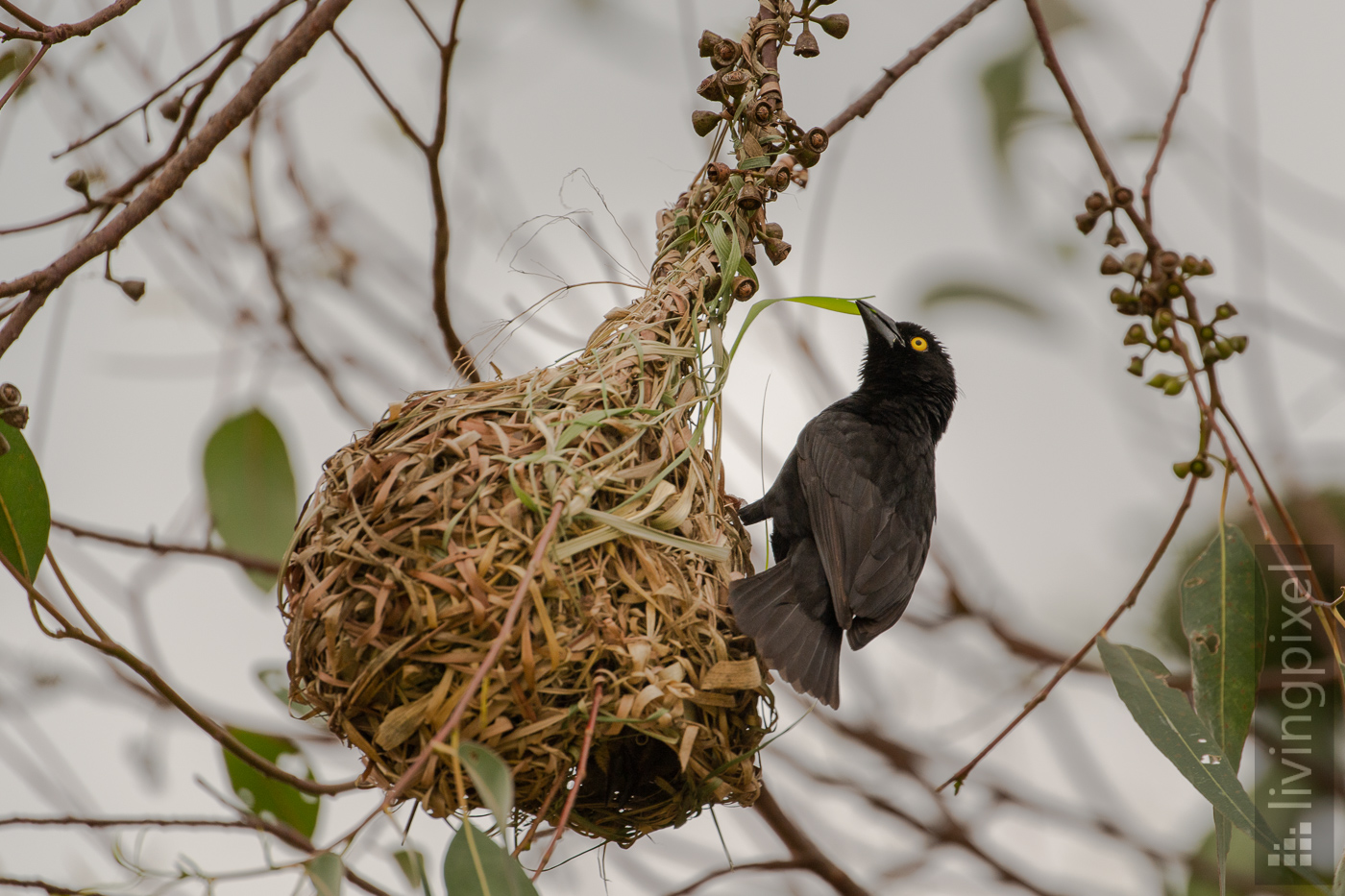 Mohrenweber (Vieillot's black weaver)