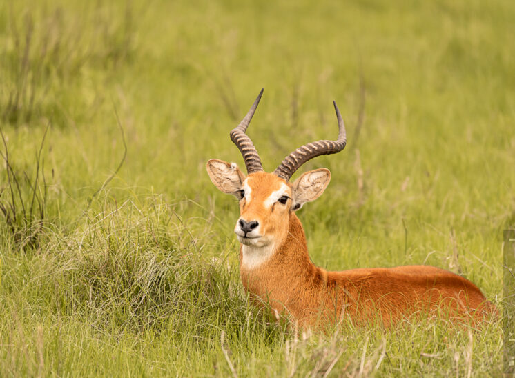 Uganda-Grasantilope (Ugandan kob)