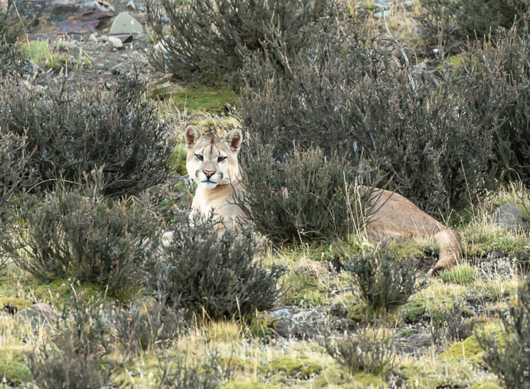 Puma (Cougar)