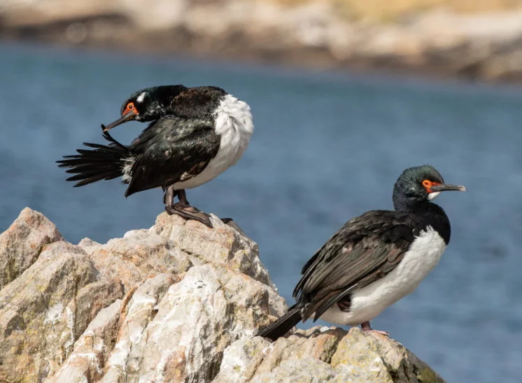 Felsenscharbe (Rock shag)