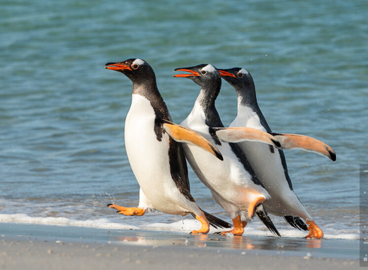 Eselspinguin (Gentoo penguin)