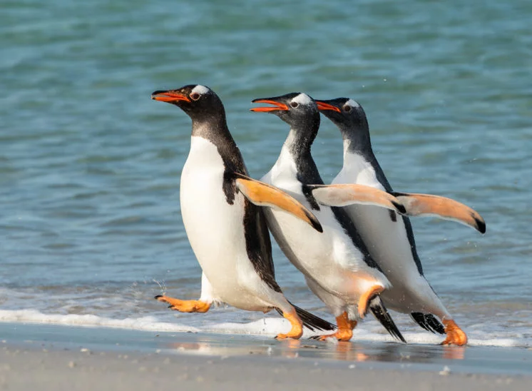Eselspinguin (Gentoo penguin)