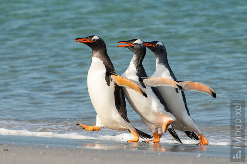 Eselspinguin (Gentoo penguin)