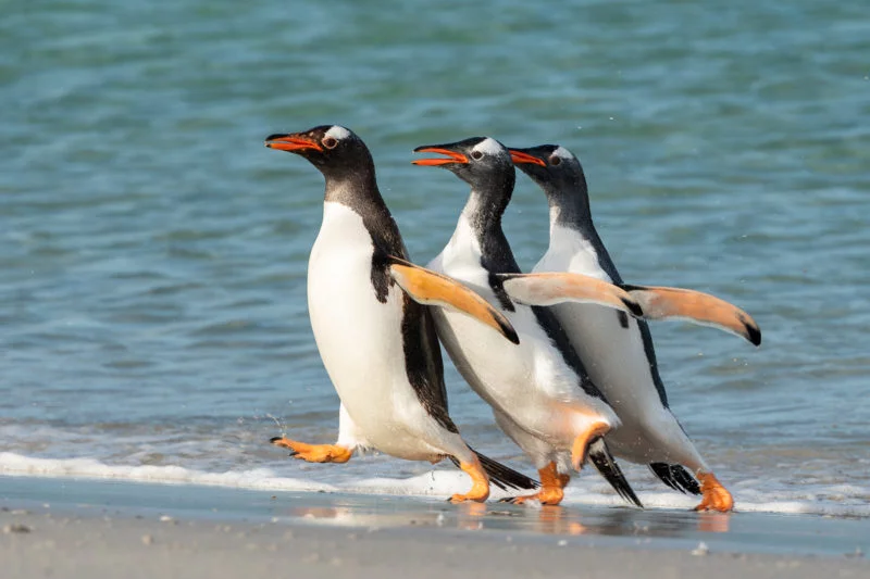 Eselspinguin (Gentoo penguin)