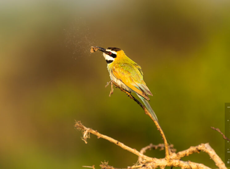 Weißkehlspint (White throated bee eater)