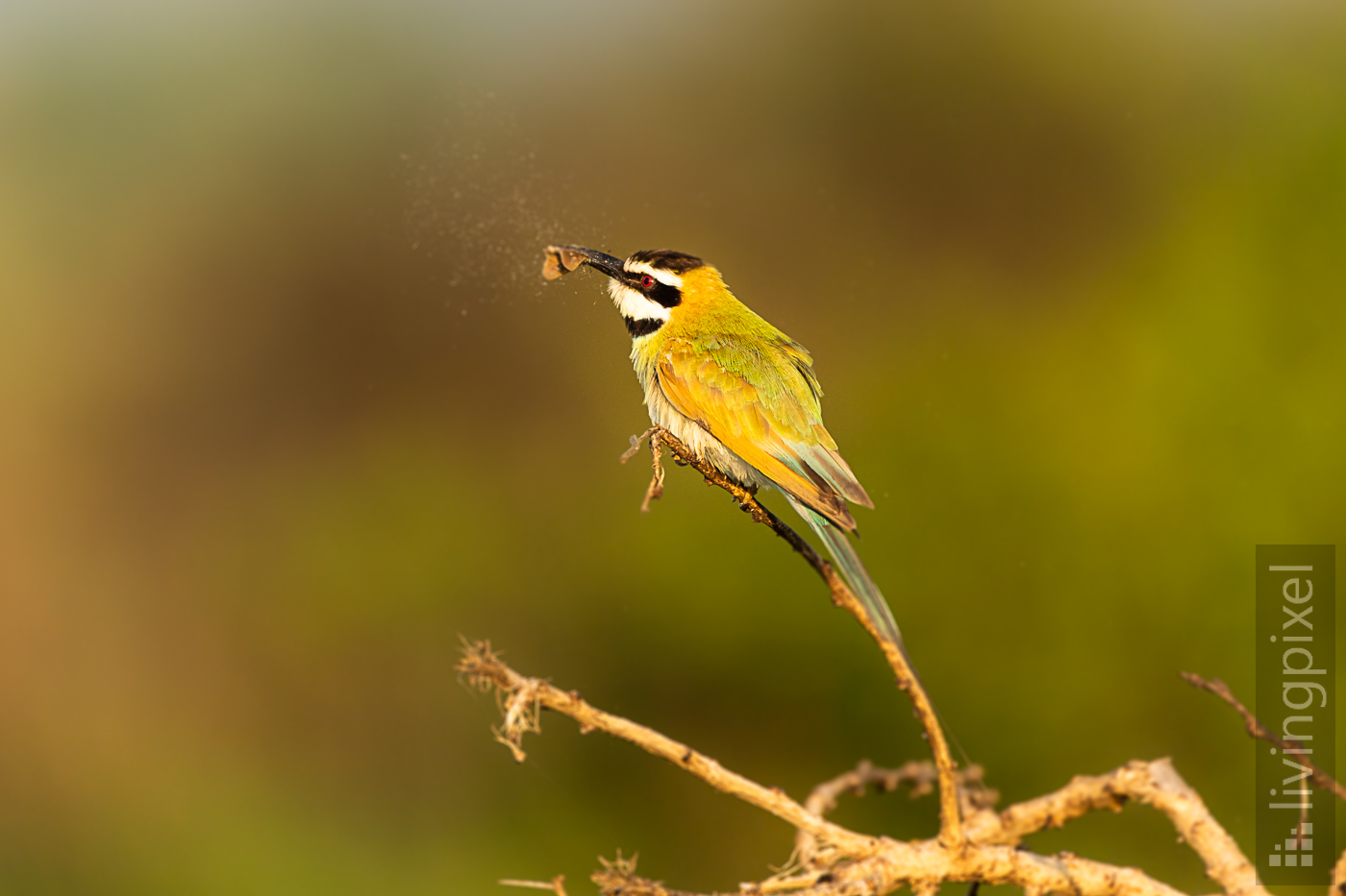 Weißkehlspint (White throated bee eater)