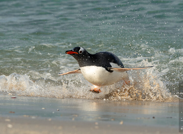 Eselspinguin (Gentoo penguin)