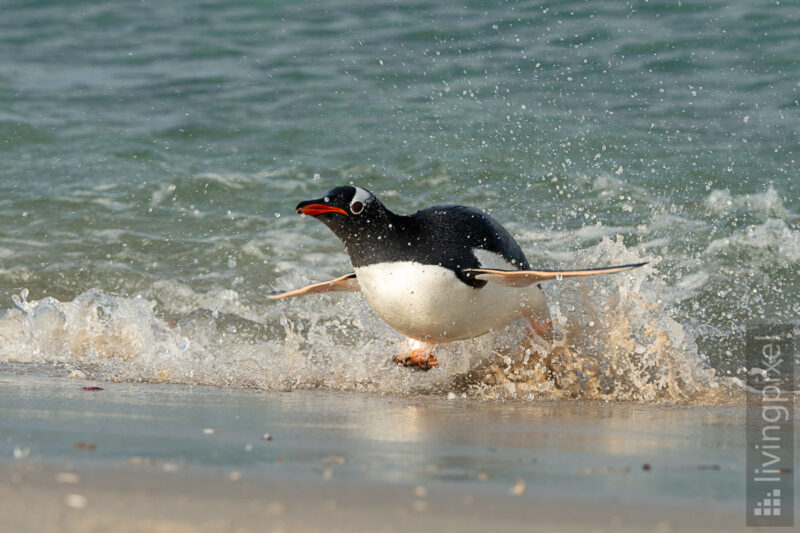 Eselspinguin (Gentoo penguin)