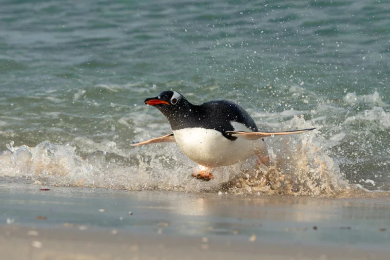 Eselspinguin (Gentoo penguin)