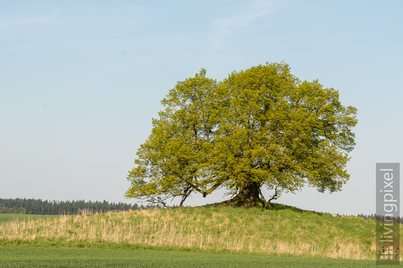 Unschuldslinde (Frühling)