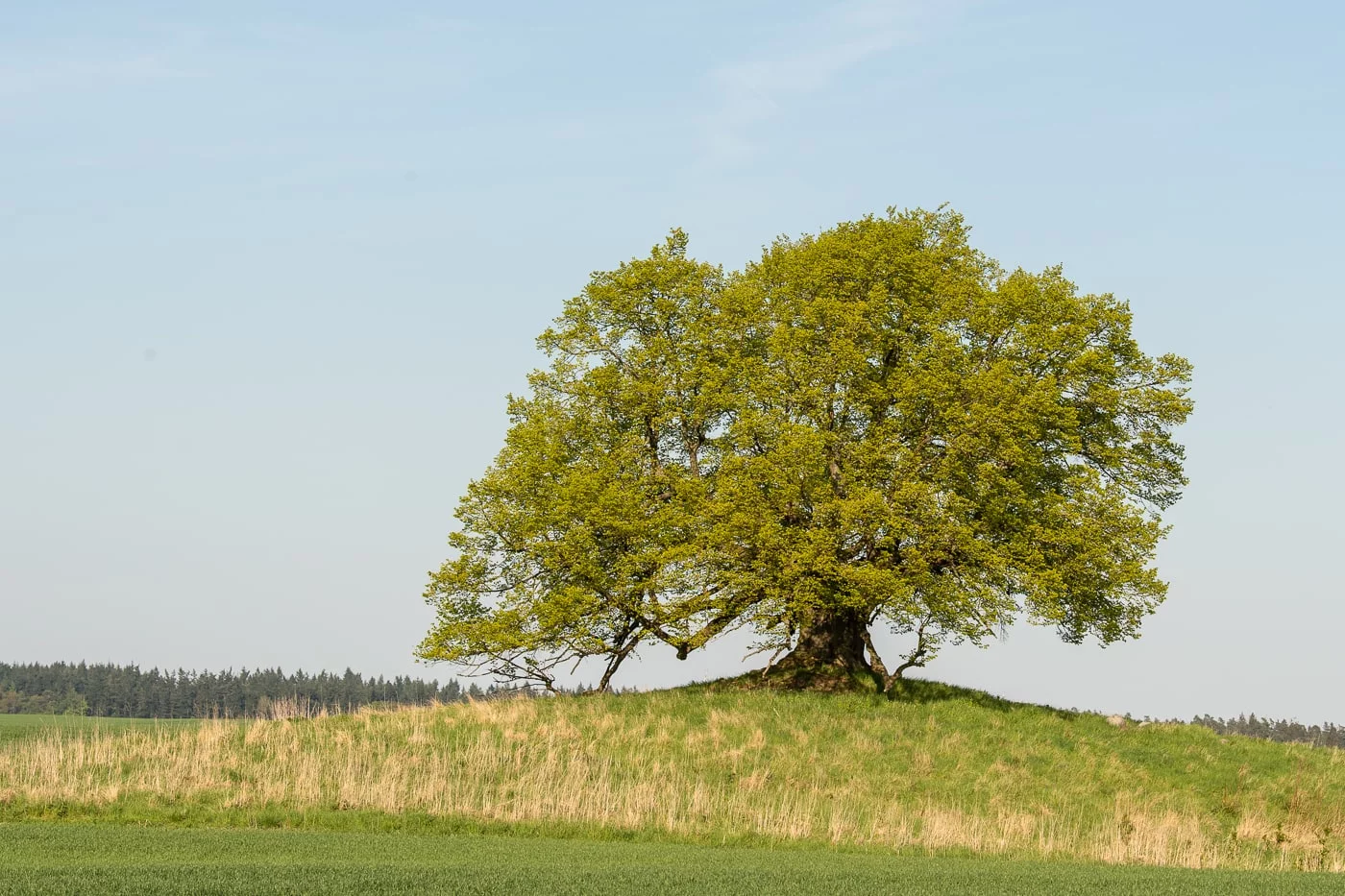 Unschuldslinde (Frühling)