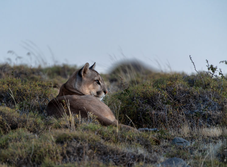 Puma (Cougar)