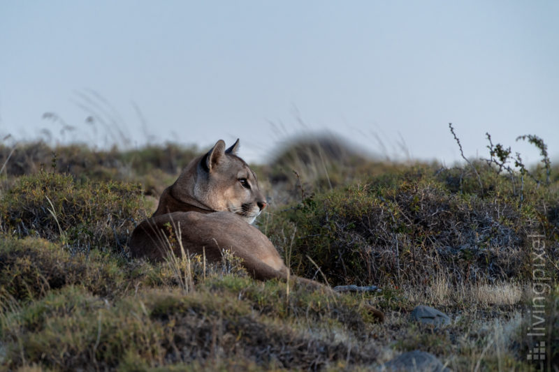 Puma (Cougar)