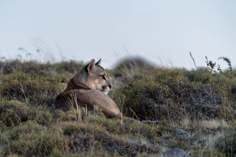 Puma (Cougar)
