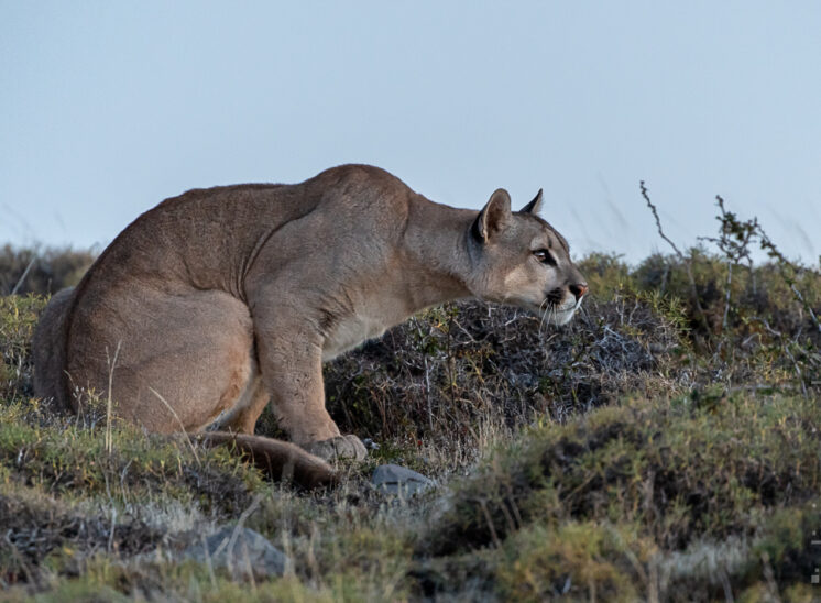 Puma (Cougar)