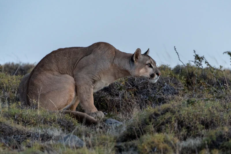 Puma (Cougar)