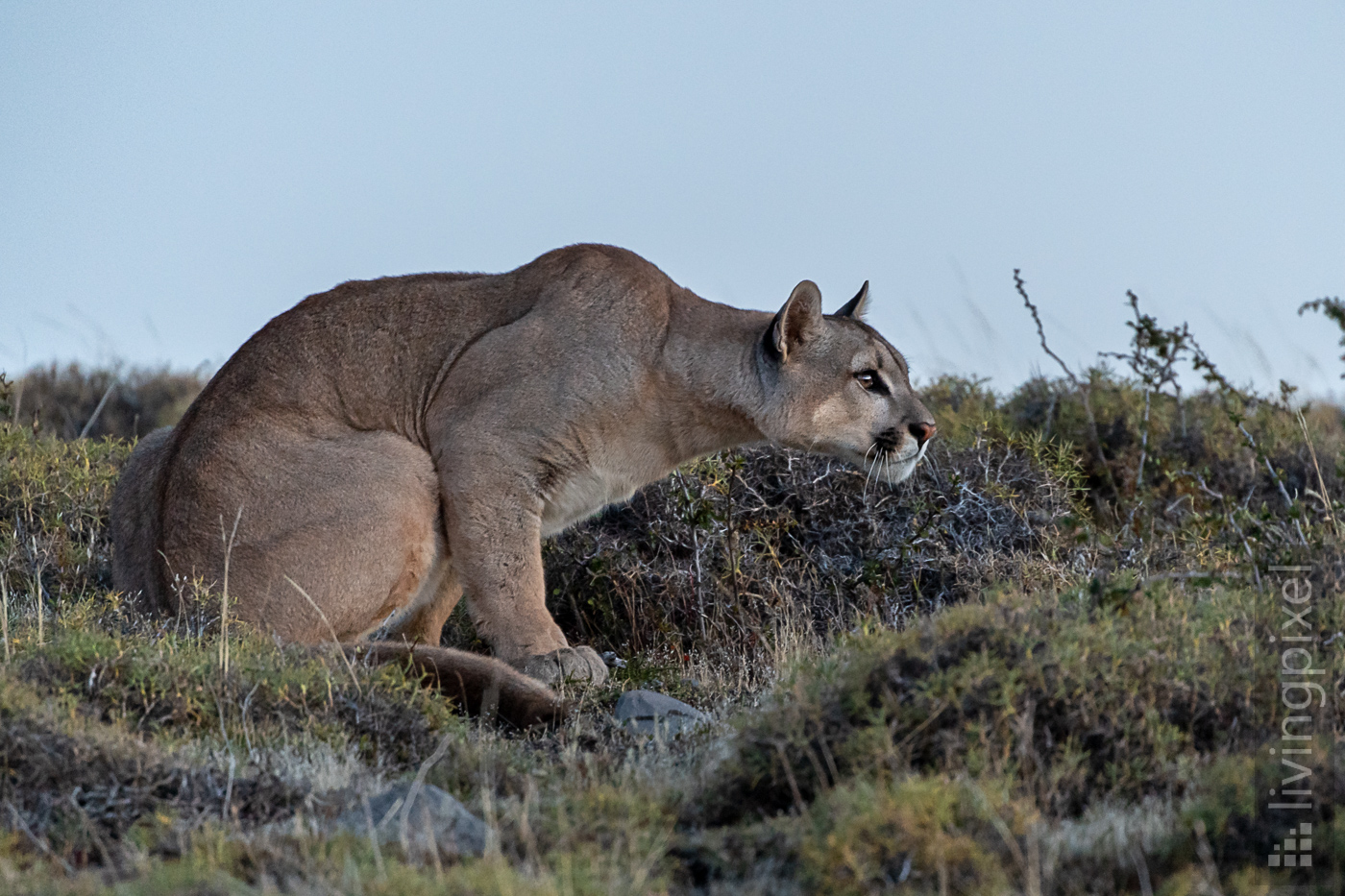 Puma (Cougar)