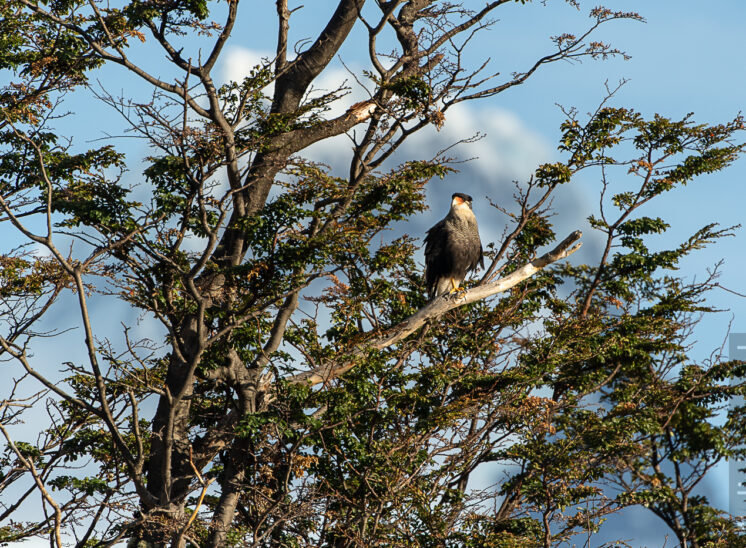 Schopfkarakara (Southern crested caracara)