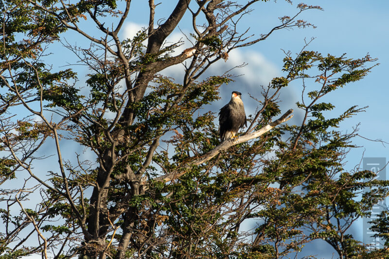 Schopfkarakara (Southern crested caracara)