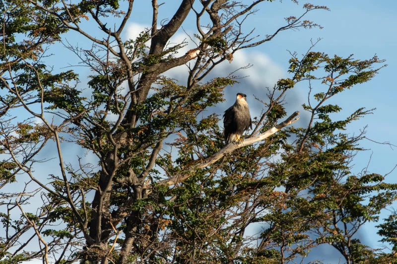 Schopfkarakara (Southern crested caracara)
