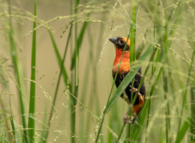 Oryxweber (Southern red bishop)