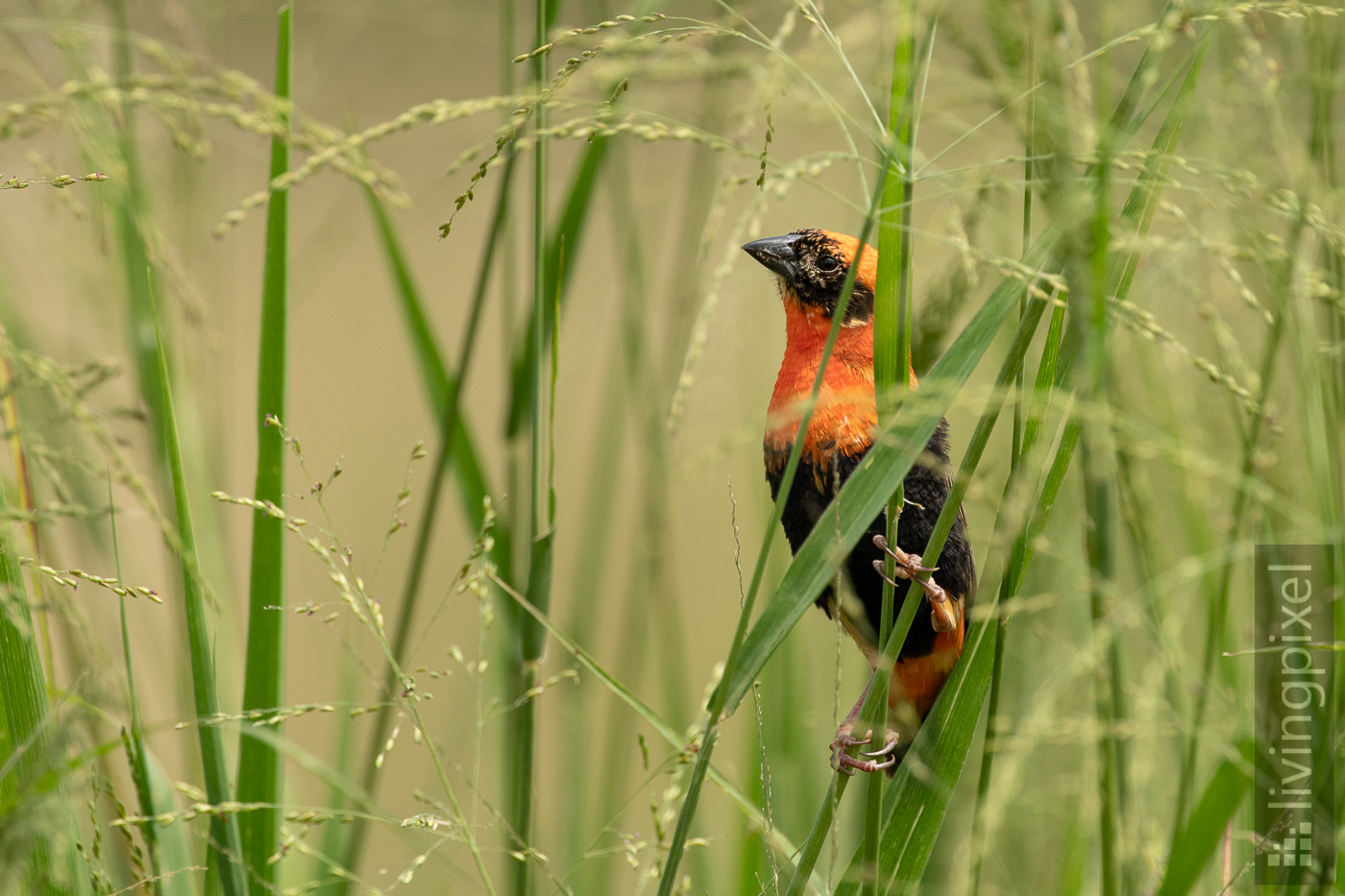 Oryxweber (Southern red bishop)