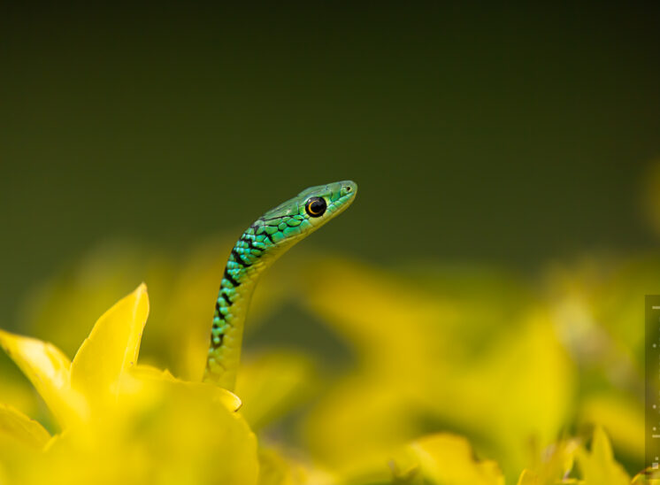 Afrikanische Baumschlange (Boomslang)