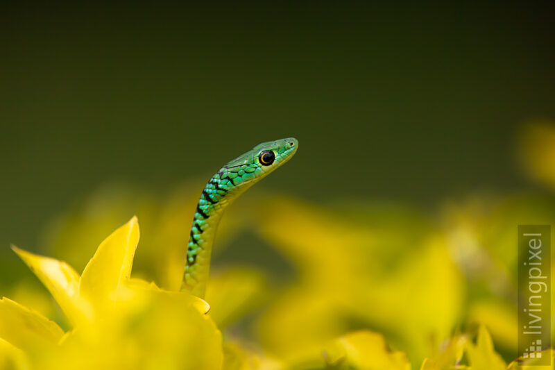 Afrikanische Baumschlange (Boomslang)