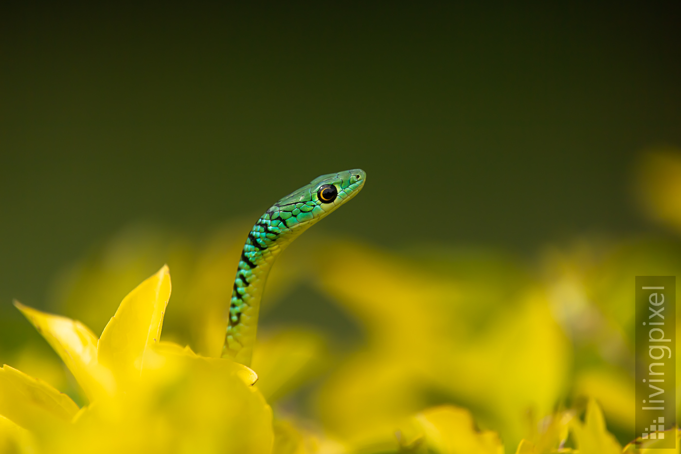 Afrikanische Baumschlange (Boomslang)