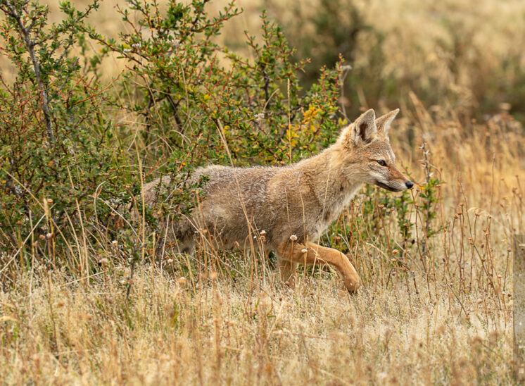 Rotfuchs (Red fox)