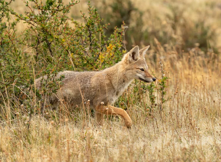 Rotfuchs (Red fox)