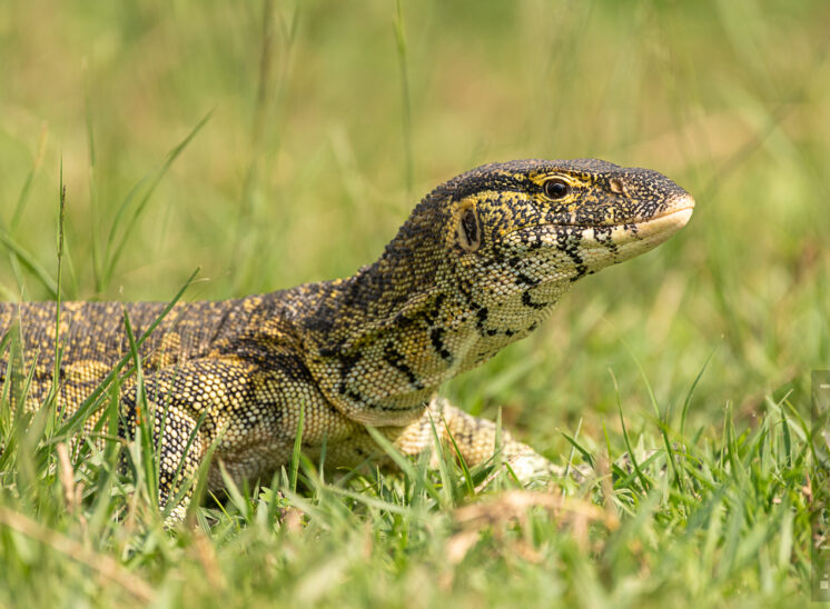 Nilwaran (Nile monitor)