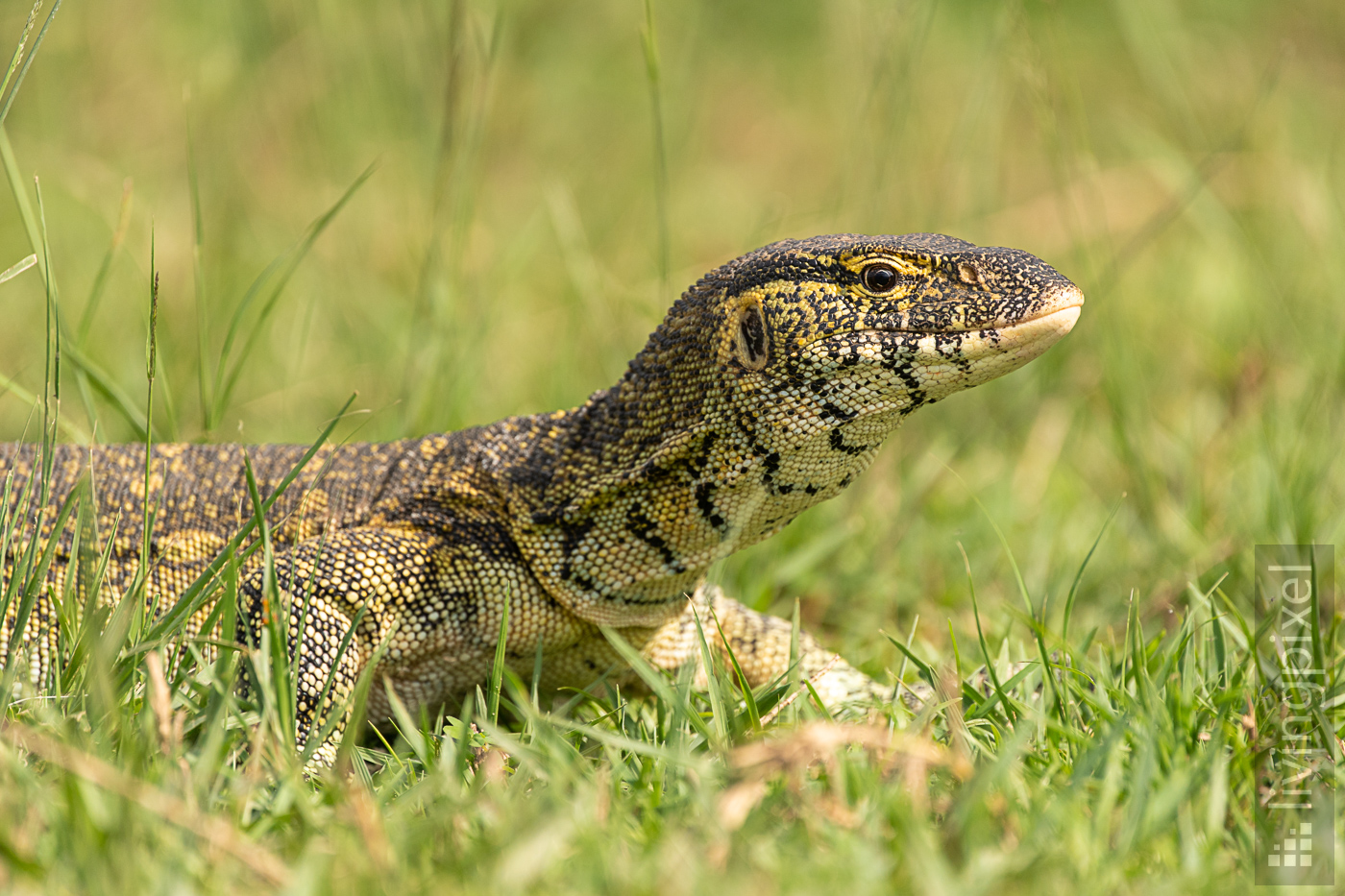 Nilwaran (Nile monitor)