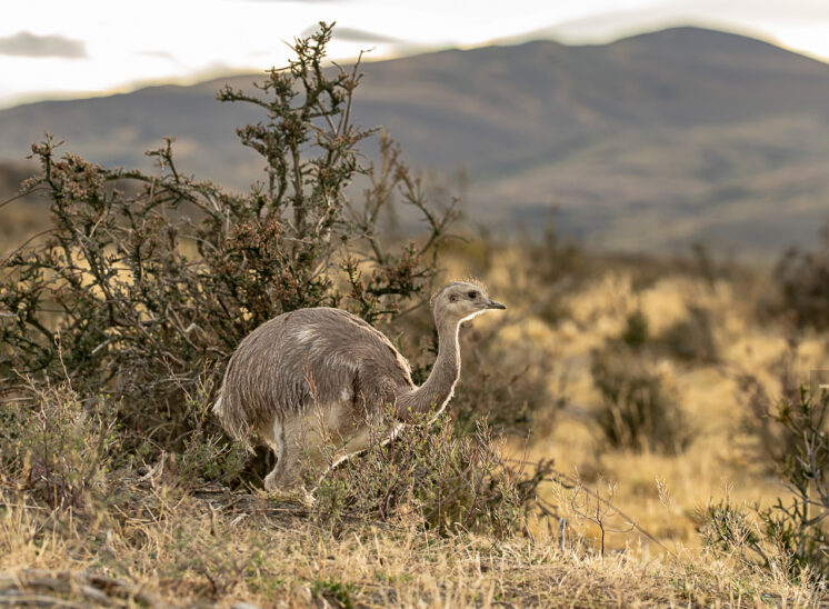 Nandu (Greater rhea)