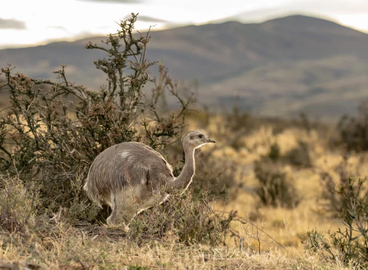 Nandu (Greater rhea)