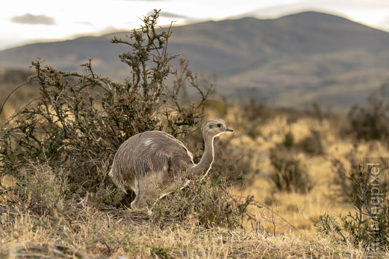 Nandu (Greater rhea)