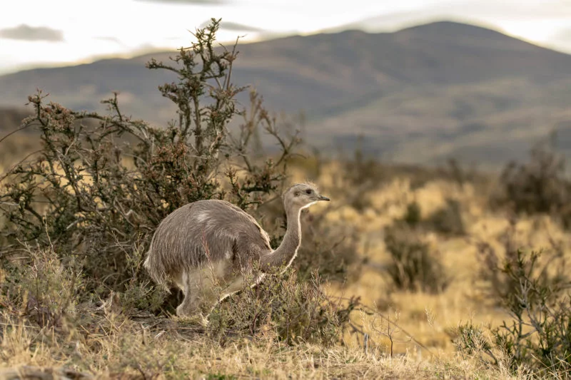 Nandu (Greater rhea)