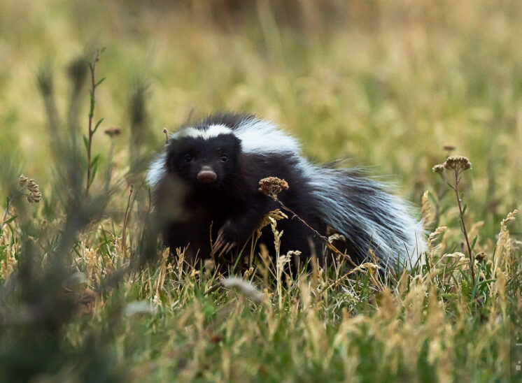 Patagonischer Skunk (Humboldt's hog-nosed skunk)