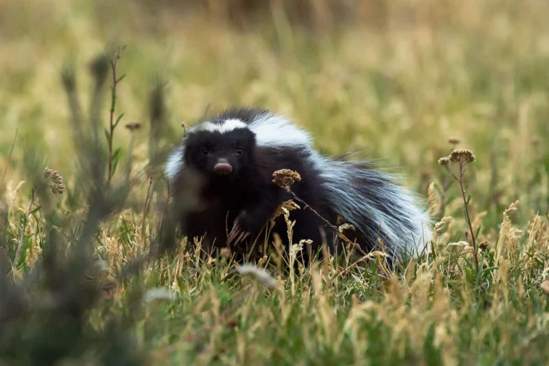 Patagonischer Skunk (Humboldt's hog-nosed skunk)